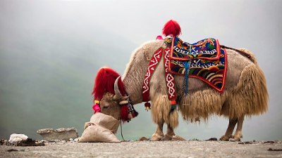 /media/yak-evidenza.png